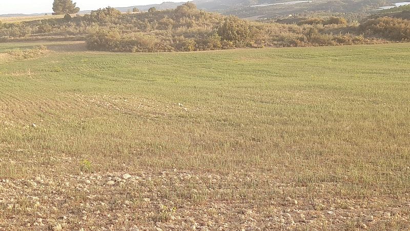 La sequía asfixia al campo y hace peligrar las cosechas