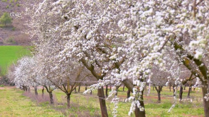 Aquí la Tierra - Endrino, qué es y para qué se usa