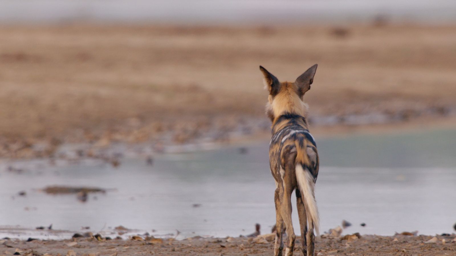 Los cazadores de África - Episodio 5: La jauría de Hot Springs - ver ahora