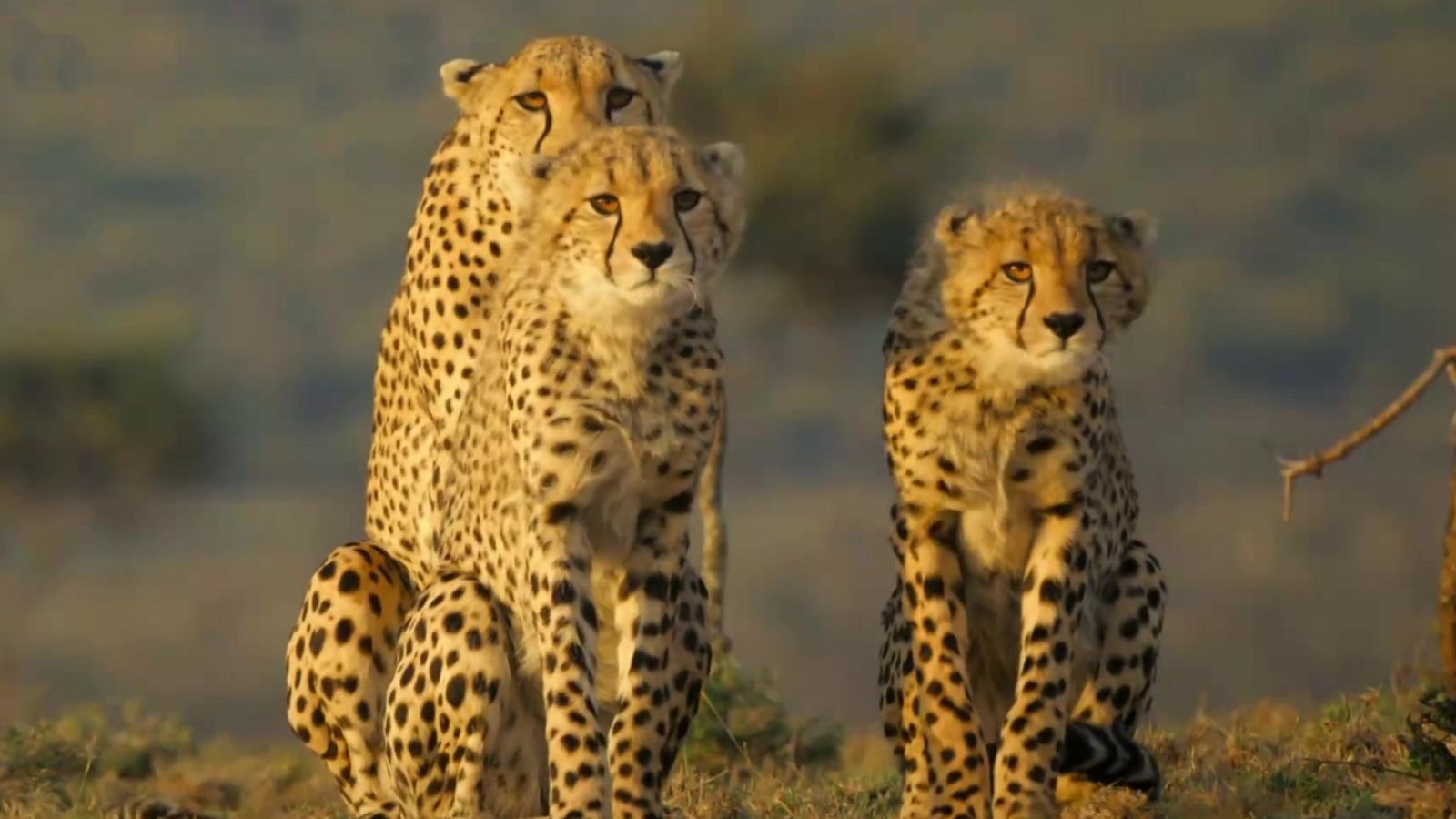 Serengueti - T2 - Episodio 5: Poder - ver ahora