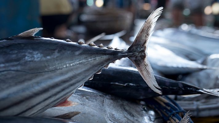 Telediario Fin de Semana - Primera 'levantá' del atún rojo en la almadraba de Conil
