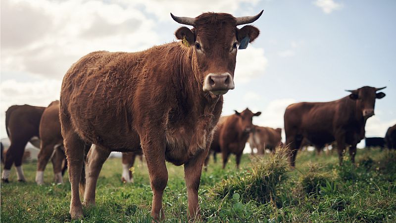 ¡Pastoreando desde el móvil!