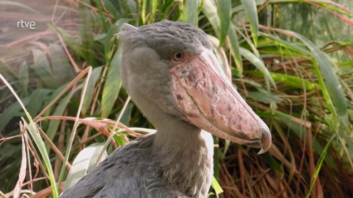 Aquí la Tierra - Todo sobre el Pico Zapato, una ave peculiar