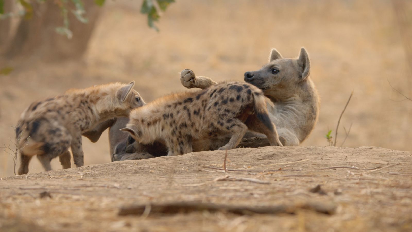 Los cazadores de África - Episodio 6: La heredera del clan - ver ahora