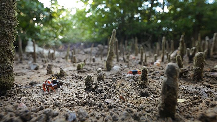 Lazos de familia - Enamorados