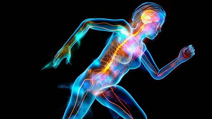 Telediario 2 - Descubren un "vinculo literal" entre cuerpo y mente en el cerebro