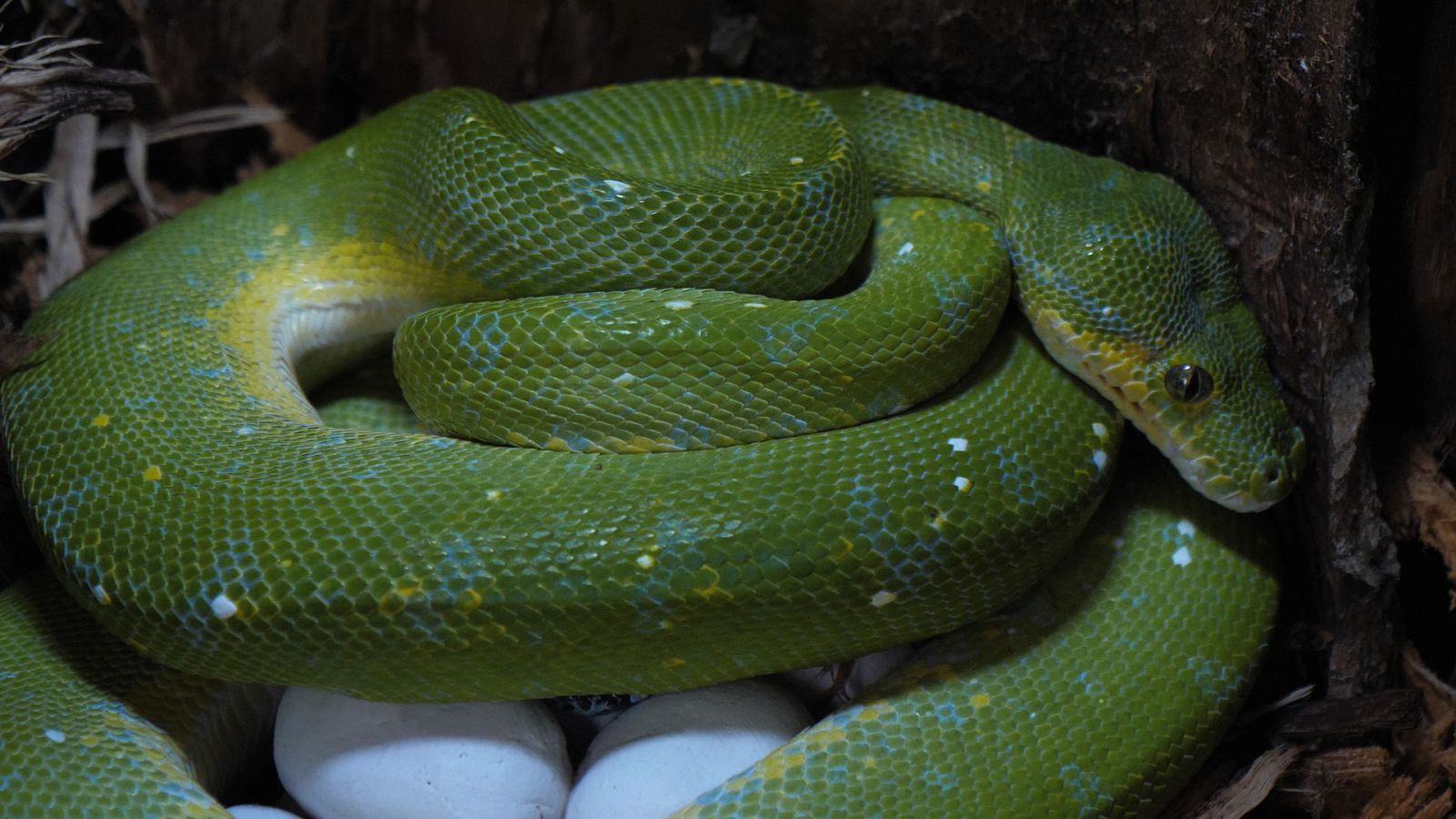 Lazos de familia - Episodio 3: Cachorros - ver ahora