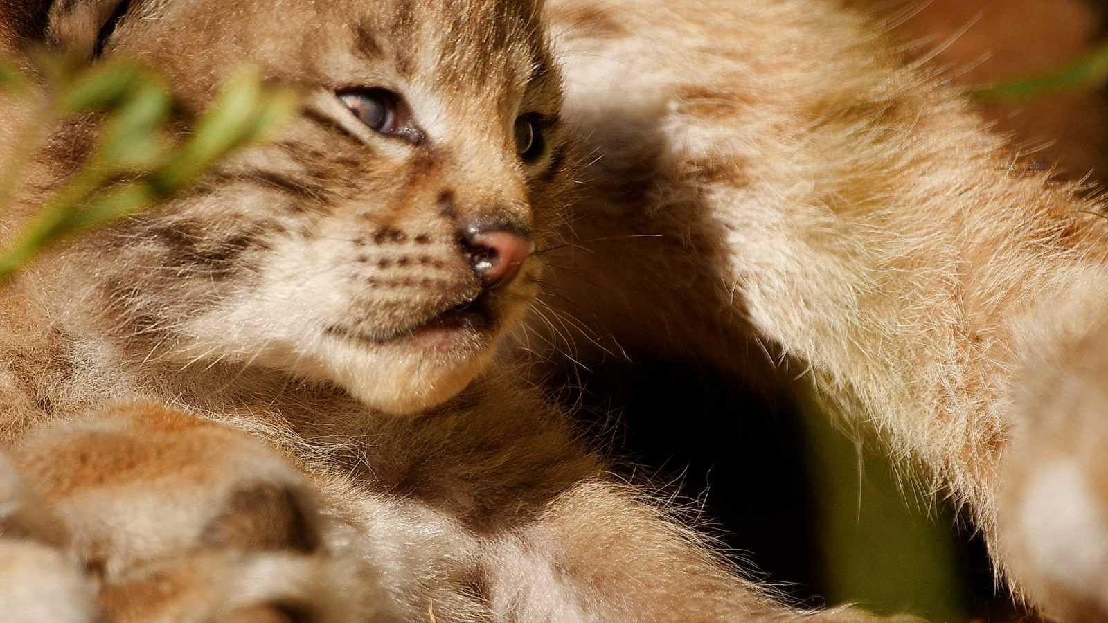 Días de Cine: Lincessa. Los silencios del bosque. | Ver