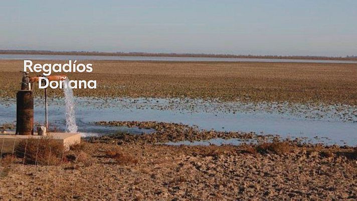Noticias Andalucía - Plan de regadío Doñana