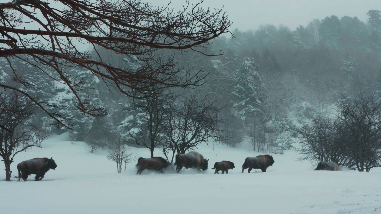 Lazos de familia - Episodio 4: Amigos - ver ahora