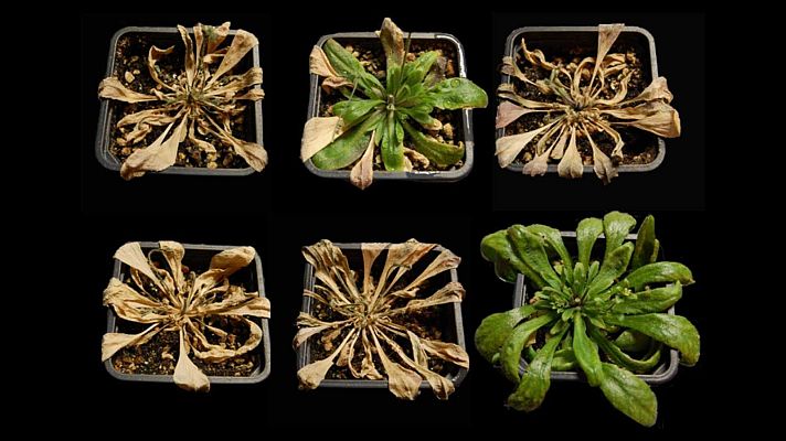 Telediario Fin de Semana - Una molécula activa la resistencia de las plantas a la sequía