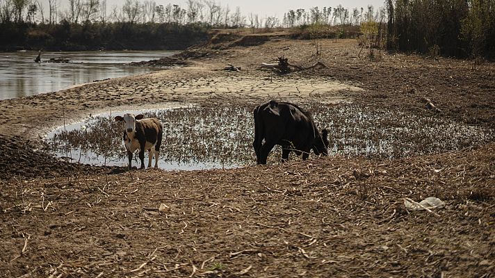 Telediario Fin de Semana - El campo argentino muere de sed como consecuencia de la peor sequía en años