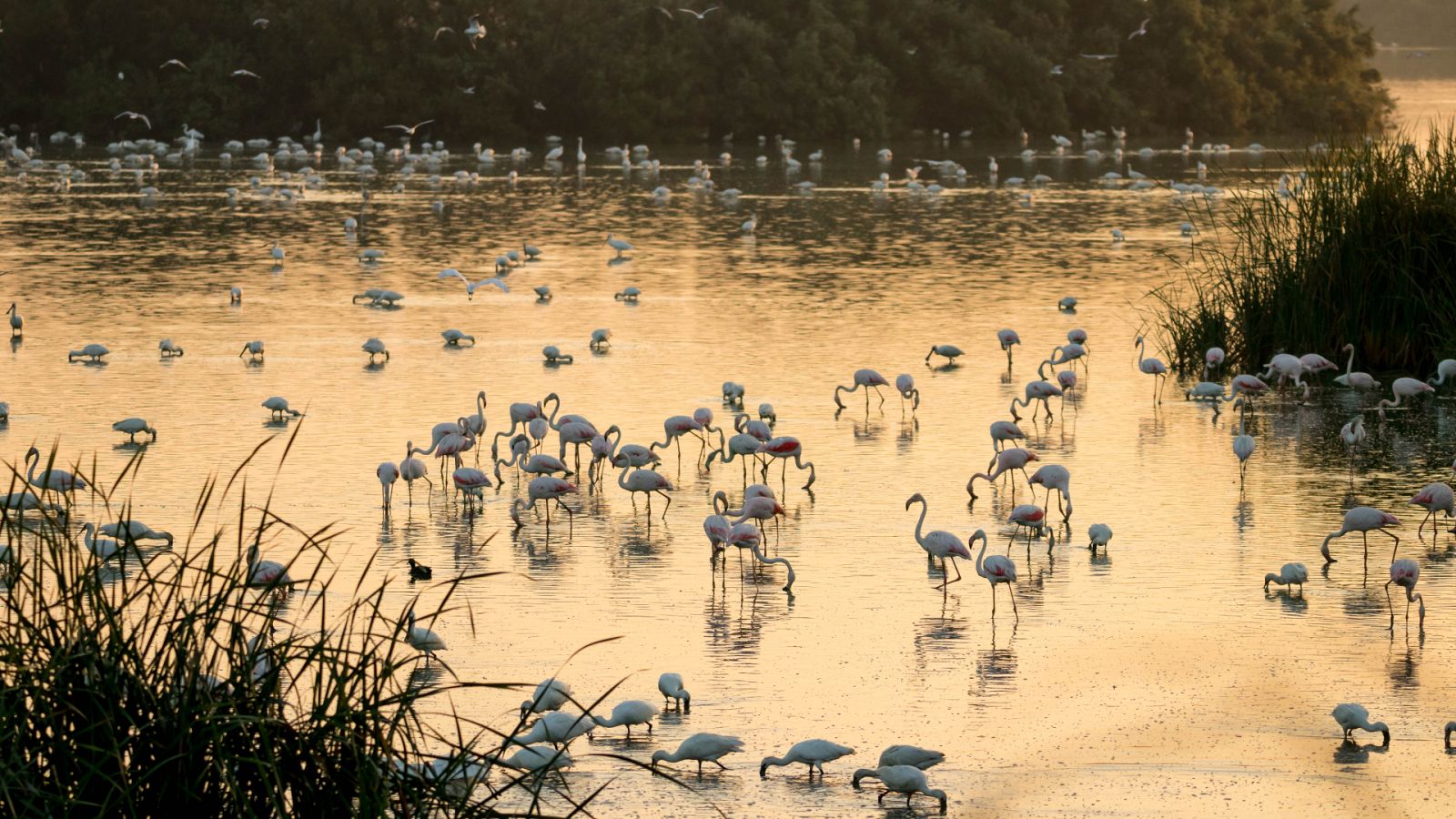 La Junta andaluza defiende en Bruselas que su proposición de ley no perjudica a Doñana | Ver