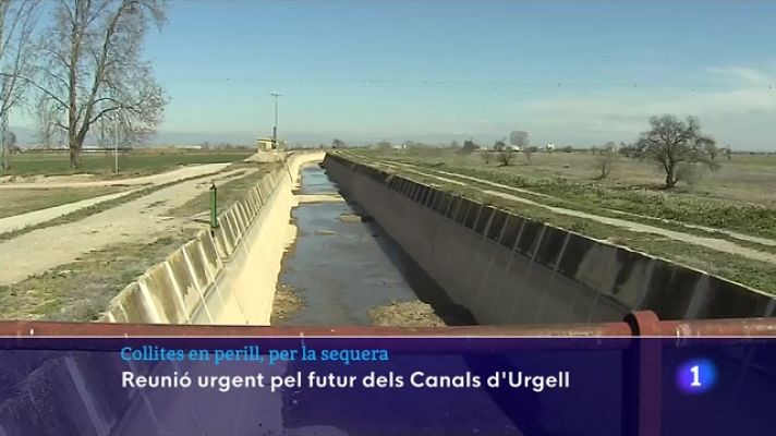 L'Informatiu - La taula agrària es reuneix per abordar les conseqüències de la sequera