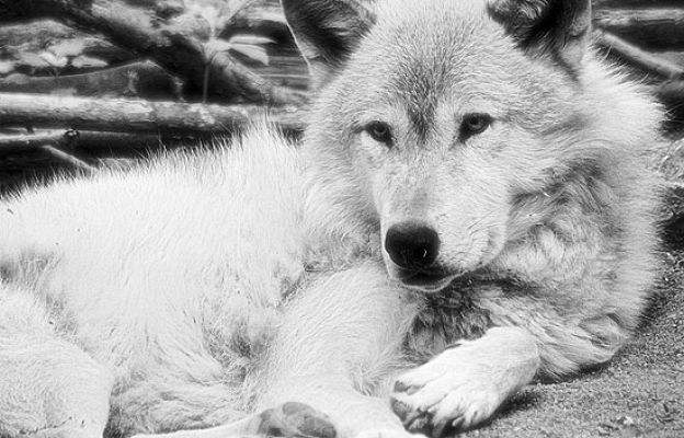 ¿Te acuerdas? - Los lobos de Rodríguez de la Fuente