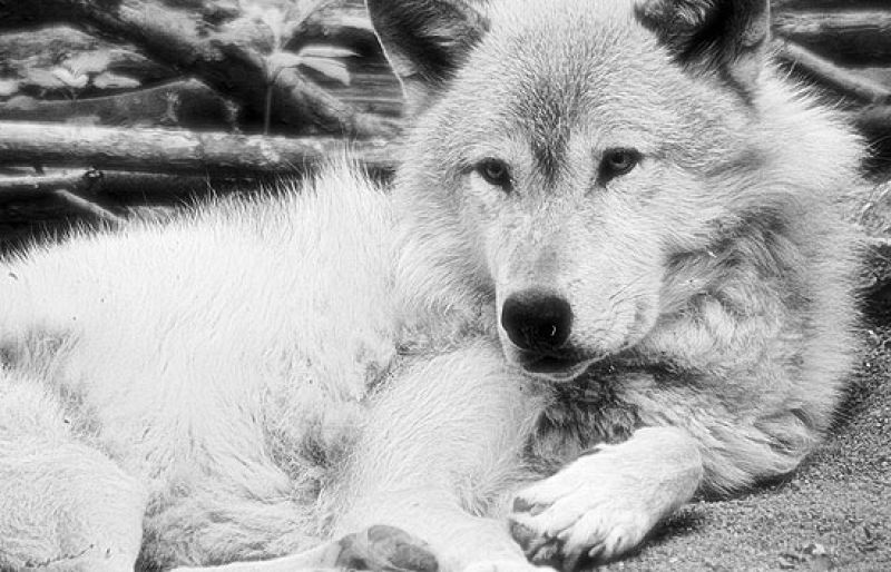 ¿Te acuerdas? - Félix Rodríguez de la Fuente ayudó a cambiar nuestra visión de los lobos