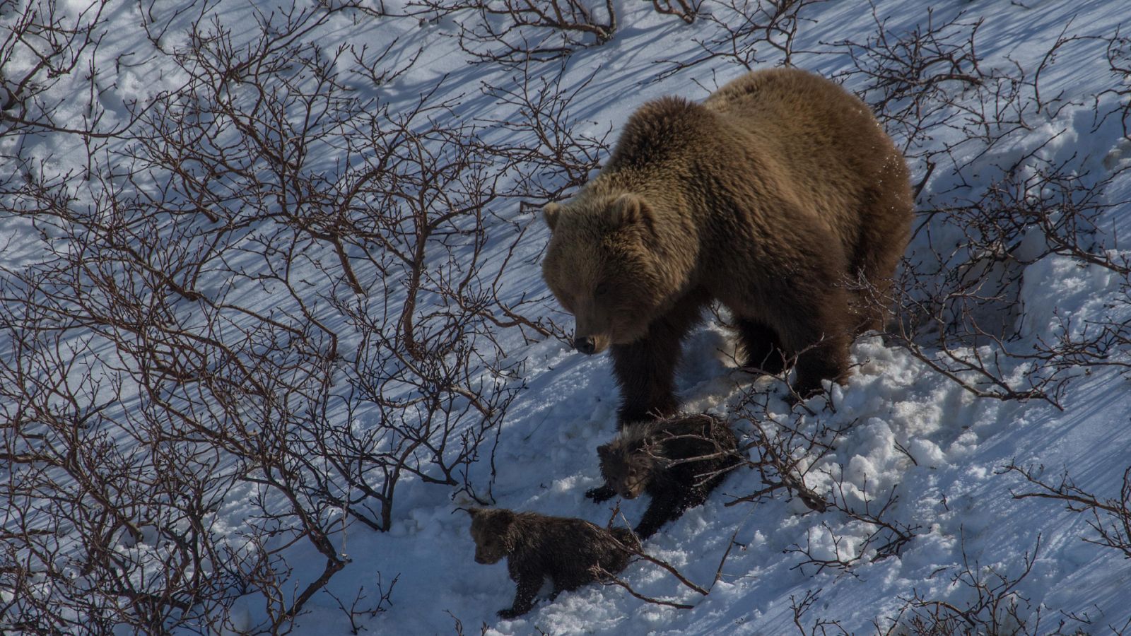 El mar salvaje de Rusia - Episodio 1: Solo los más fuertes - ver ahora