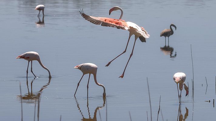 Telediario 2 - Andalucía defiende en Europa su ley de regadíos de Doñana y Bruselas responde: "Va en sentido contrario"