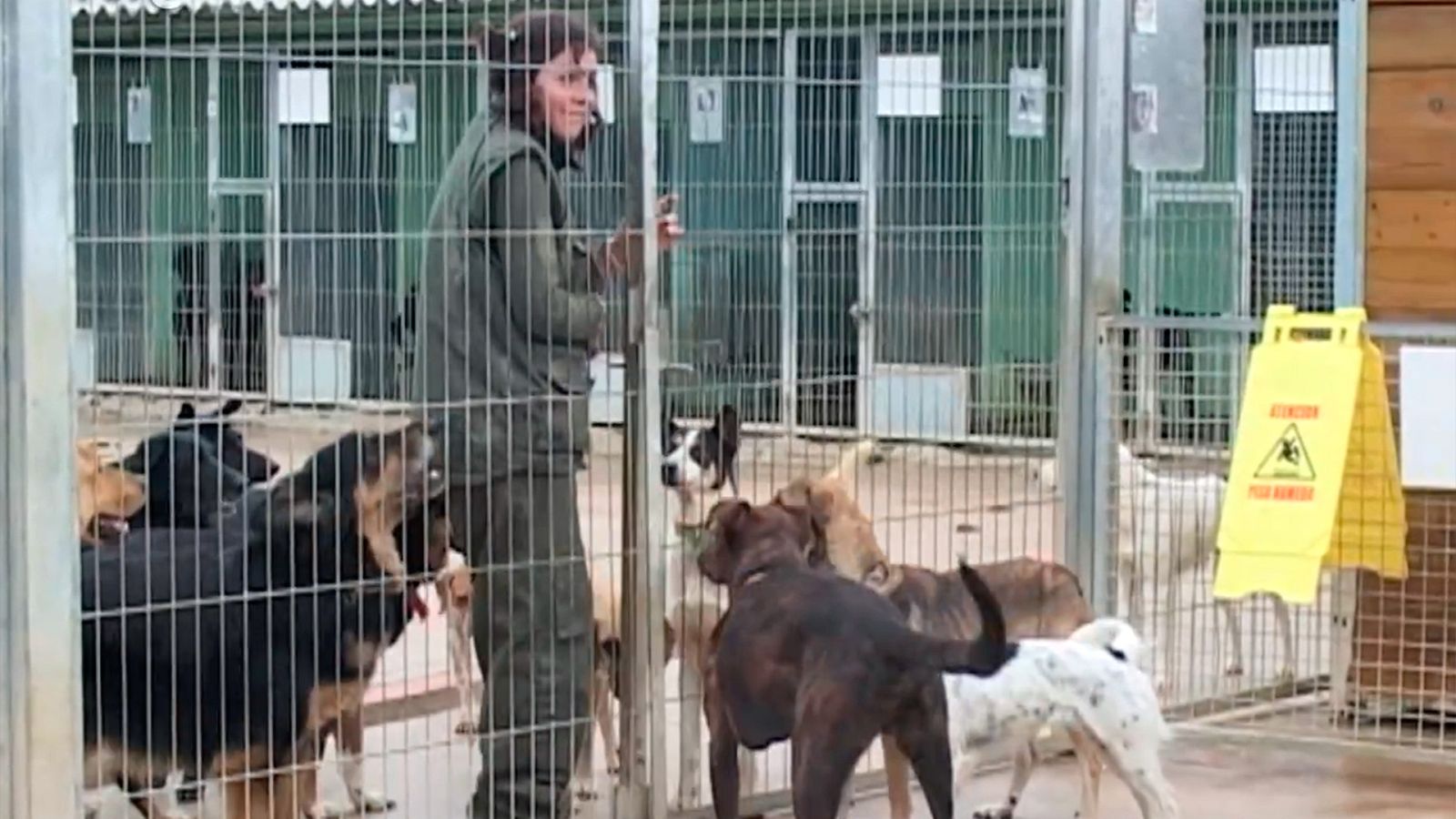 Gran angular - Animals Spam