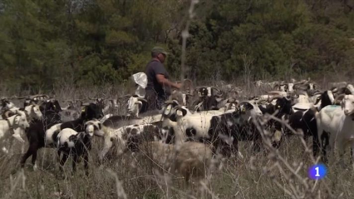 L'Informatiu - La pastura com a eina per prevenir incendis
