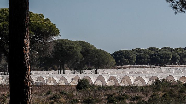 Telediario 1 - WWF calcula que el plan de regadíos de la Junta afectará a 19.000 hectáreas en Doñana, el doble que la estimación inicial