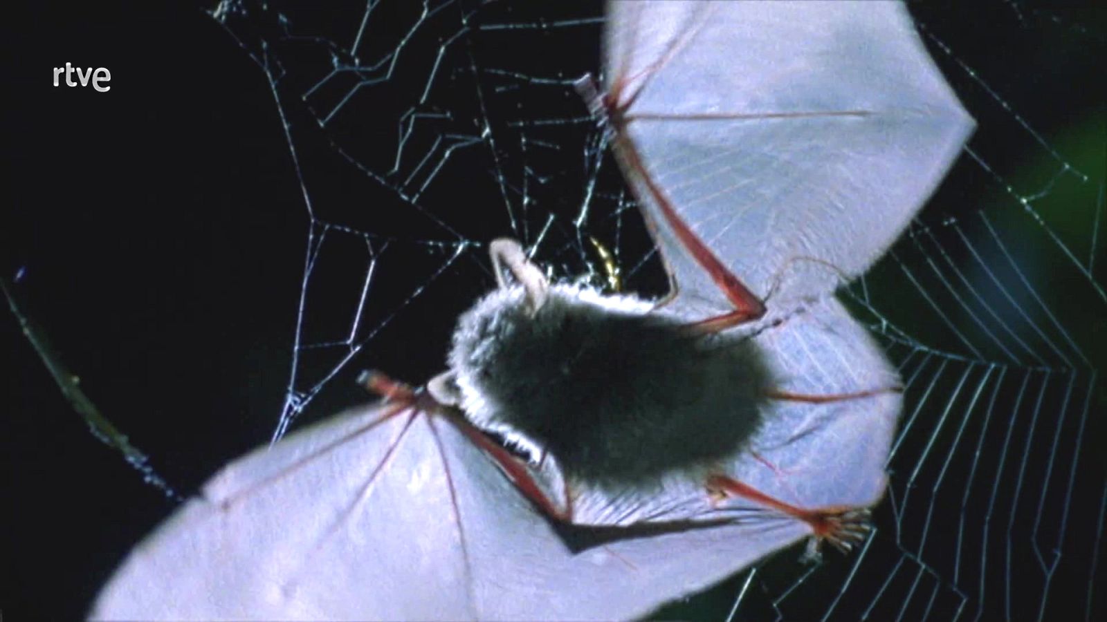 Objetivo Planeta - Queridos murciélagos - ver ahora