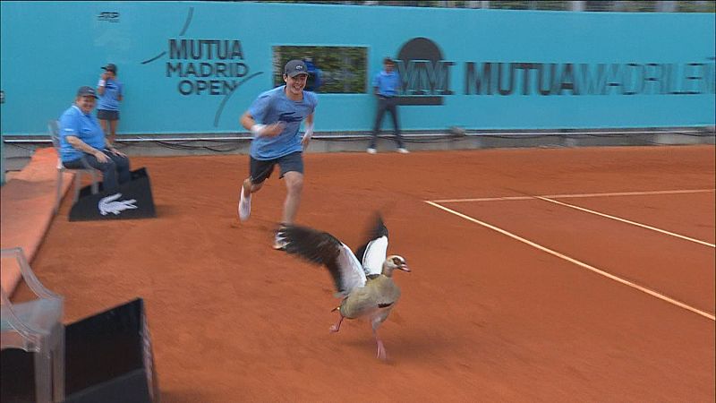 Un ganso del Nilo se cuela en pleno partido de tenis en el Mutua Madrid Open