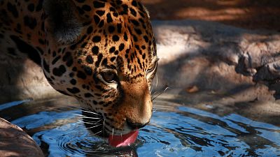 Los vivos y los muertos