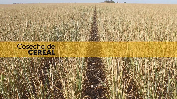 Noticias Andalucía - Sequía y calor arruinan el cereal