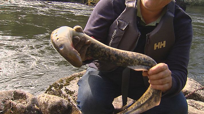 Telexornal - Galicia - Tempo de lamprea no Miño