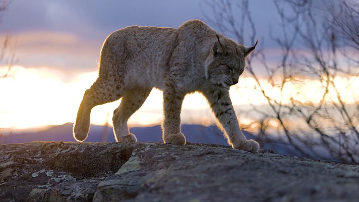 Somos Documentales - Los reinos del sol