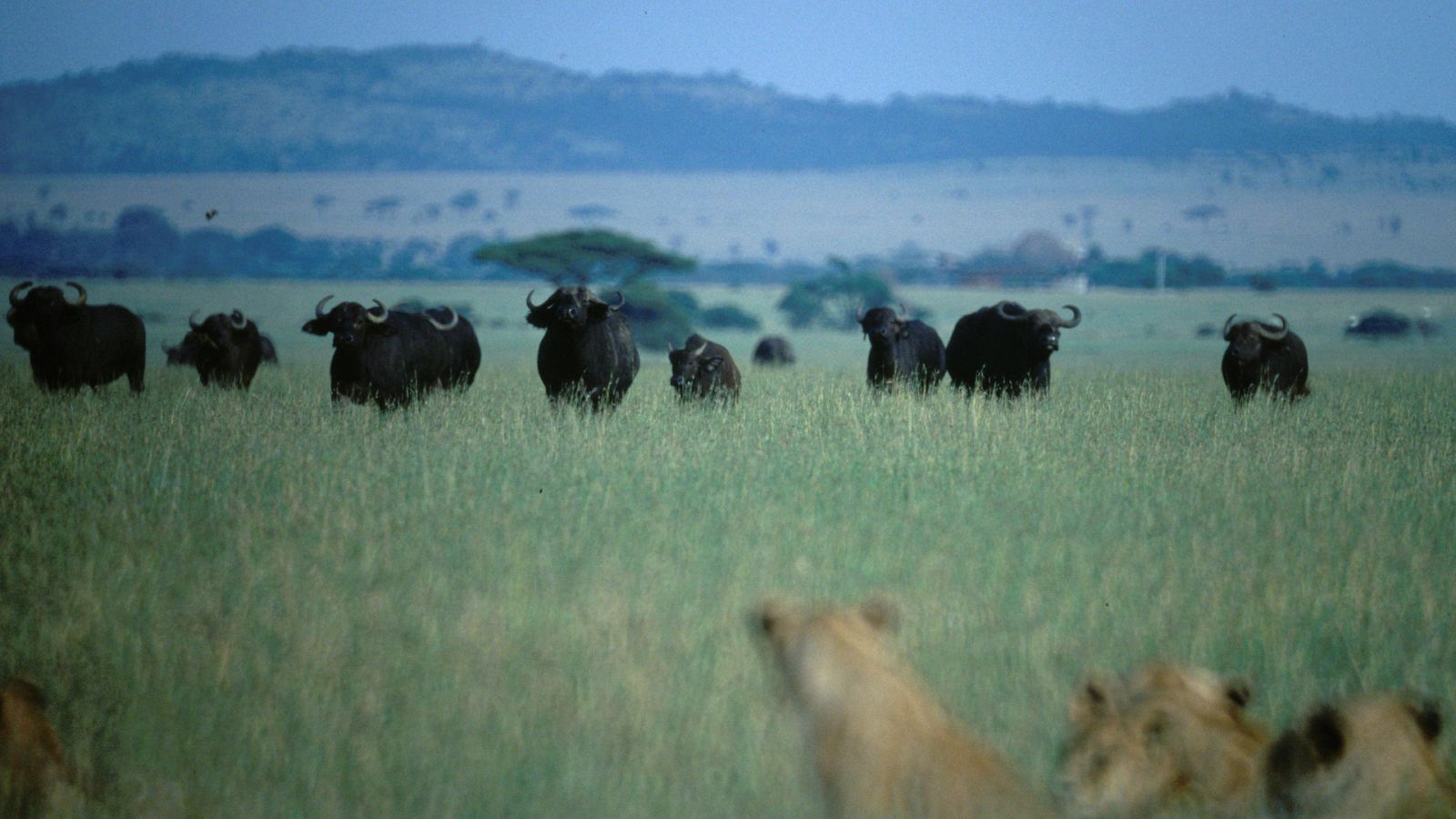 Los secretos naturales de la zona ecuatorial - Episodio 3: África - ver ahora