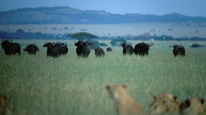 Los secretos naturales de la zona ecuatorial - África