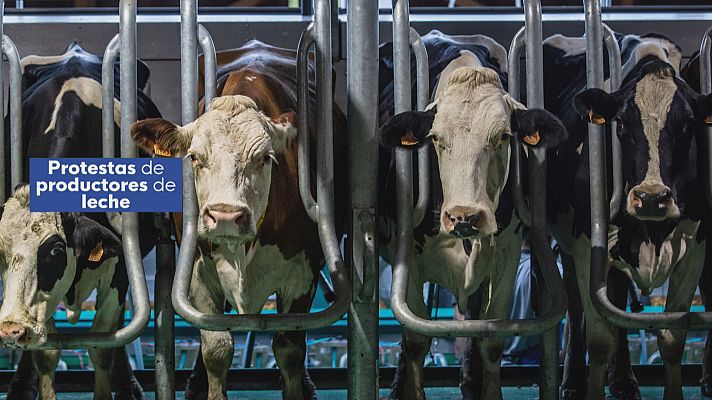 Noticias Andalucía - Tiran leche por los bajos precios