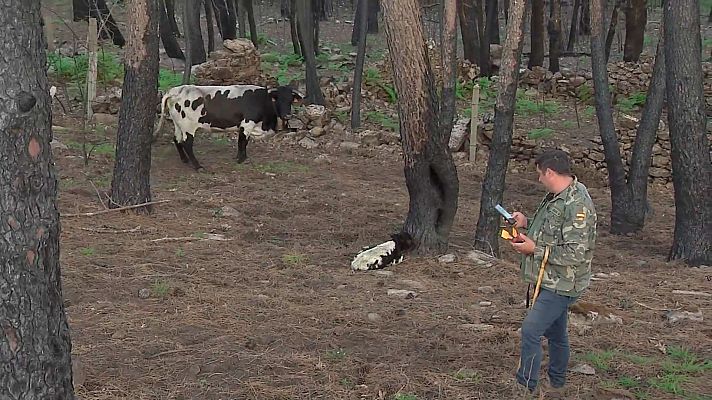 Comando Actualidad - Vivo de lo que cuento