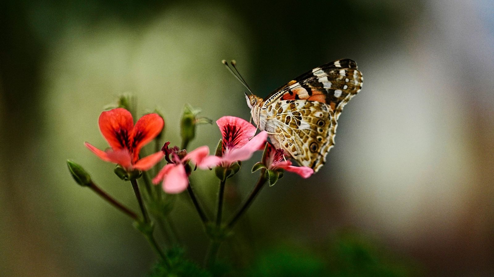 De anfibios a mariposas: la sequía amenaza la biodiversidad | Ver