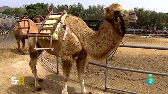 Somos 8 - Somos 8 - 03/05/2023