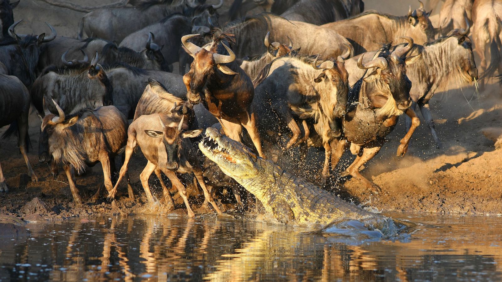 Fuerzas de la naturaleza - Episodio 2: Los poderes del agua - ver ahora
