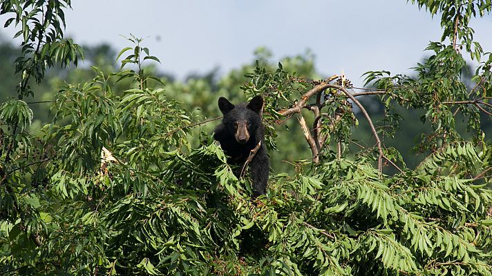 Fuerzas de la naturaleza - El poder del calor
