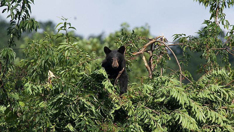 Fuerzas de la naturaleza - Episodio 3: El poder del calor - ver ahora