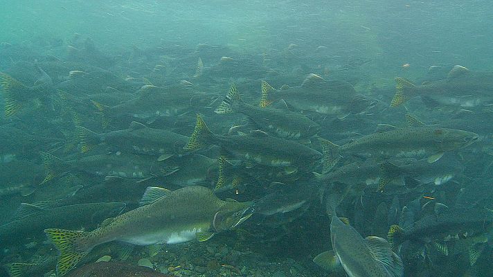Somos Documentales - Una historia de peces