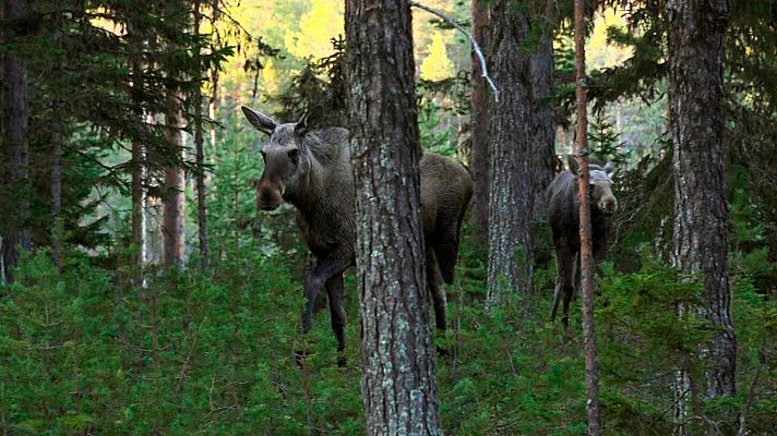El escarabajo verde - Al borde del abismo, 2