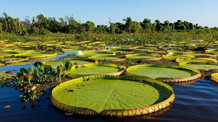 El planeta verde - Mundos acuáticos