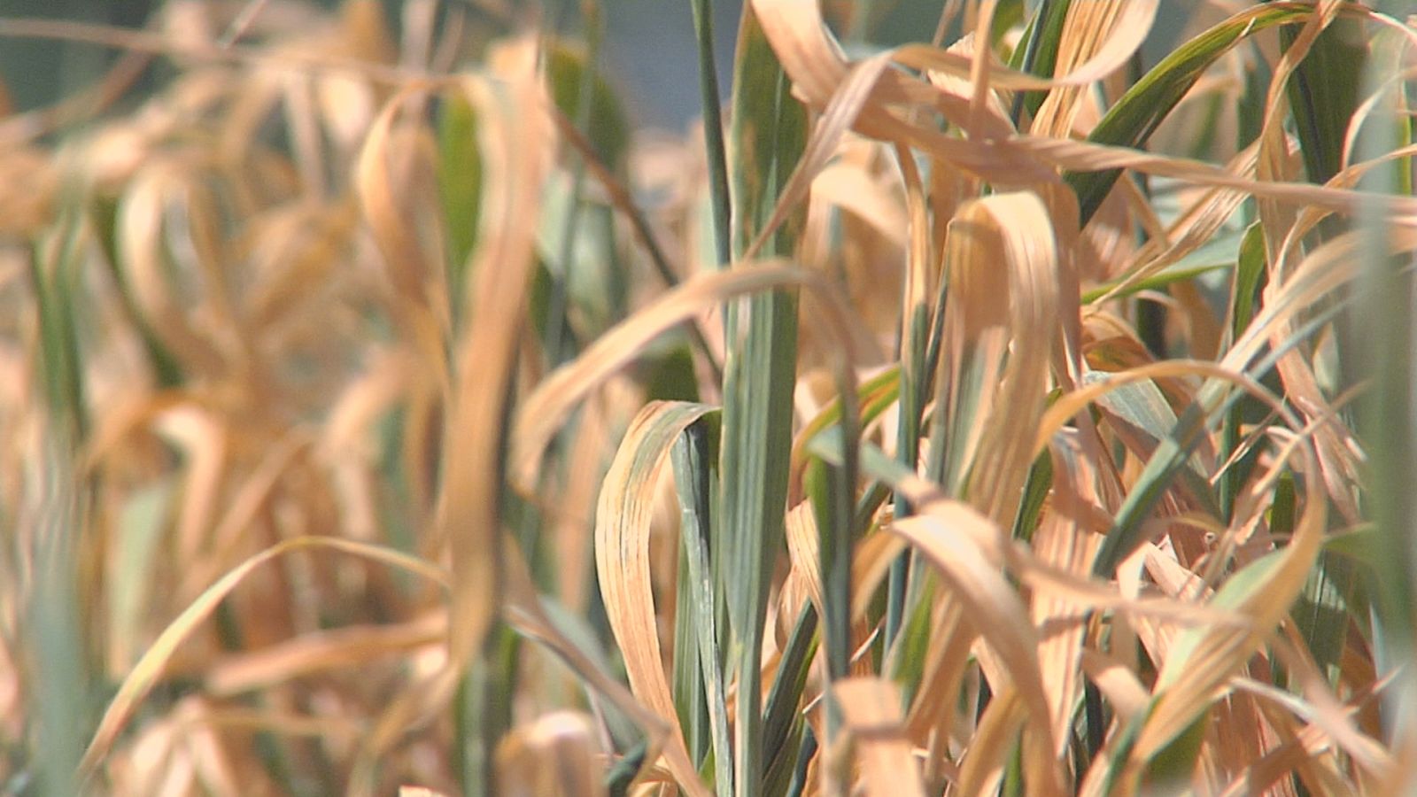 Agrosfera - 06/05/23 - ver ahora