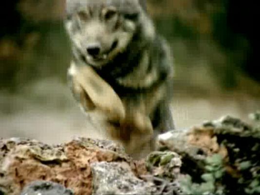 El hombre y la Tierra - Prisioneros del bosque - 1