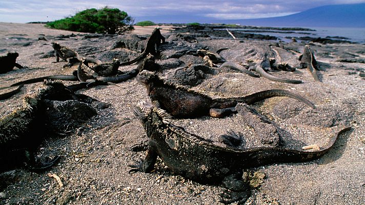 Los secretos naturales de la zona ecuatorial - Las Galápagos