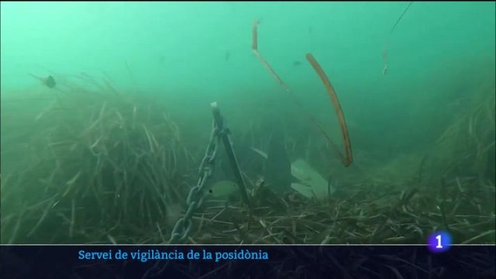 Informatiu Balear - Servei de vigilància de la posidònia