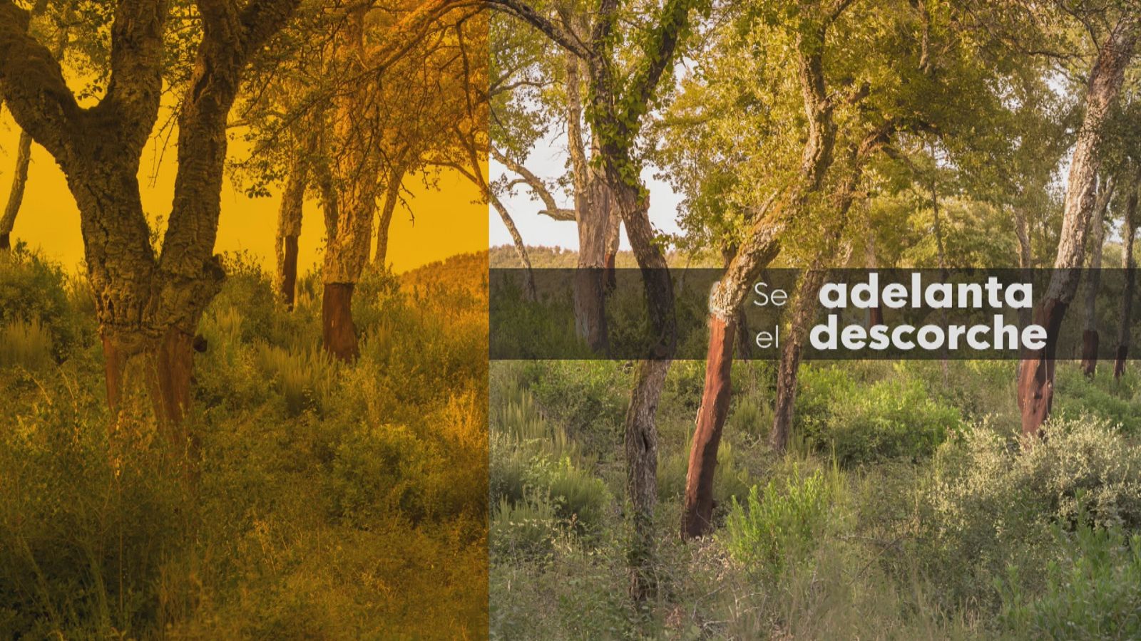 La sequía amenaza la campaña del corcho - Ver ahora