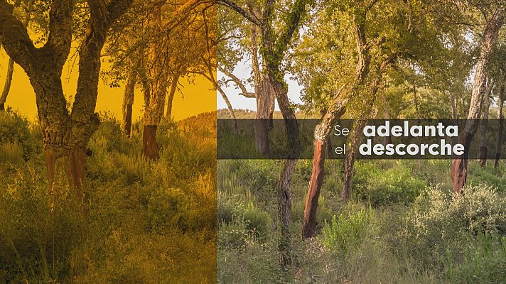 Noticias Andalucía - La sequía amenaza la campaña del corcho