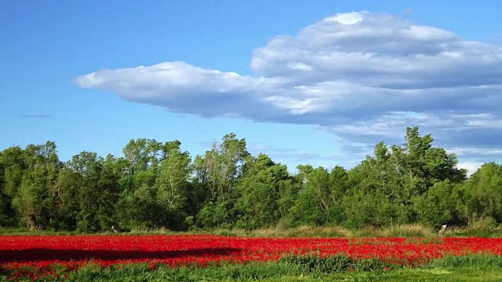 El tiempo - Viento fuerte o con intervalos de fuerte en Canarias, el Ampurdán y el bajo Ebro